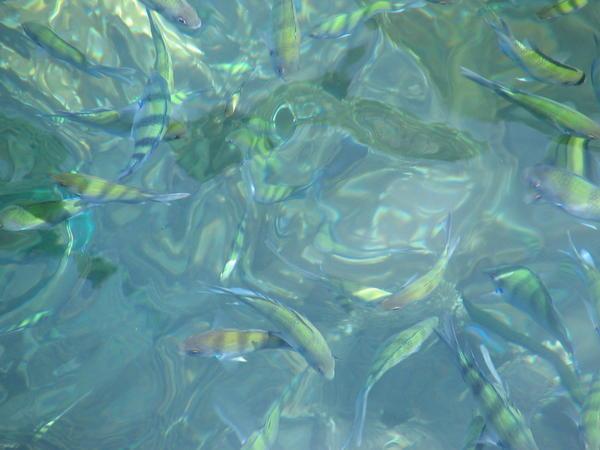 fishies when we went snorkeling