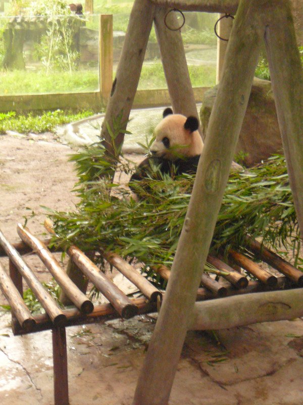 Having bamboo for breakfast