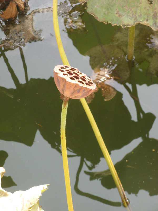 Lotus flower seed pod