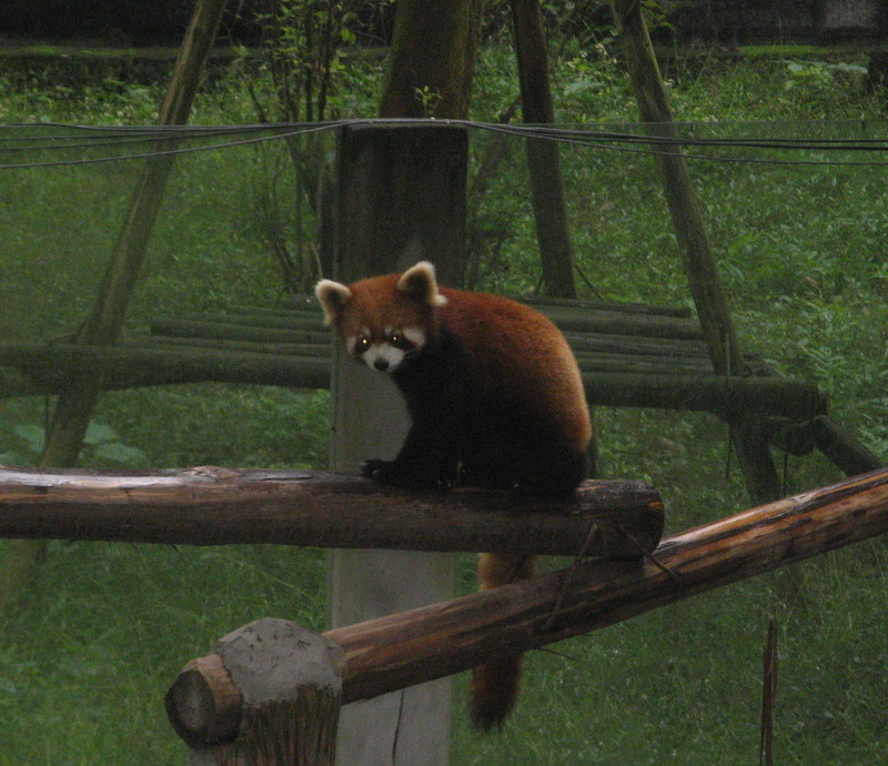 Red Panda at Chongqing Zoo