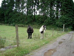 horsies at leades house