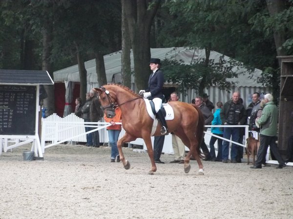 horse championship, warendorf