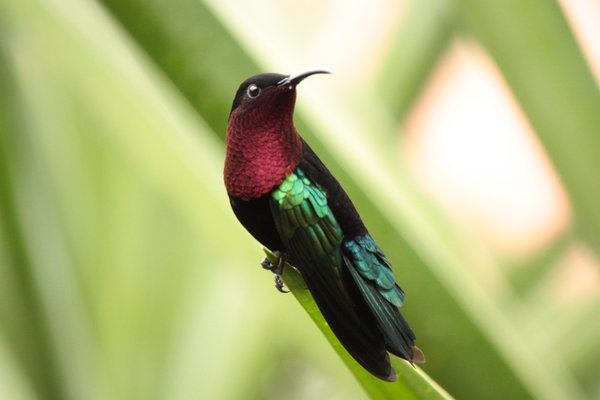 A purple throated colibri