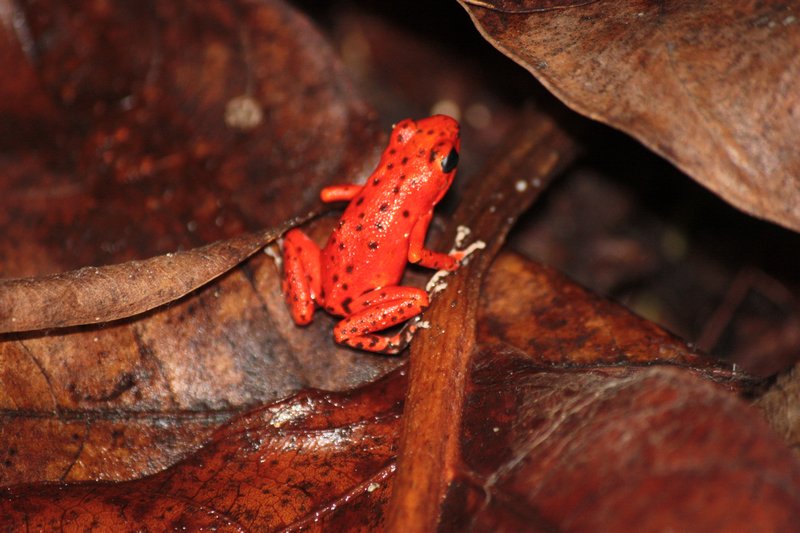 A local red frog