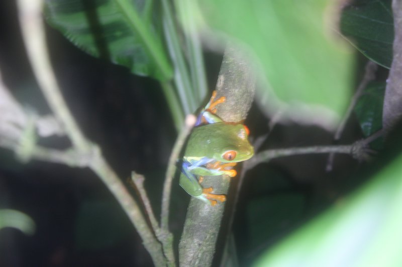 The 6 couloured Costa Rican red eyed frog
