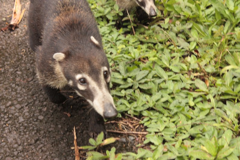 Coatis are cousins of the racoons