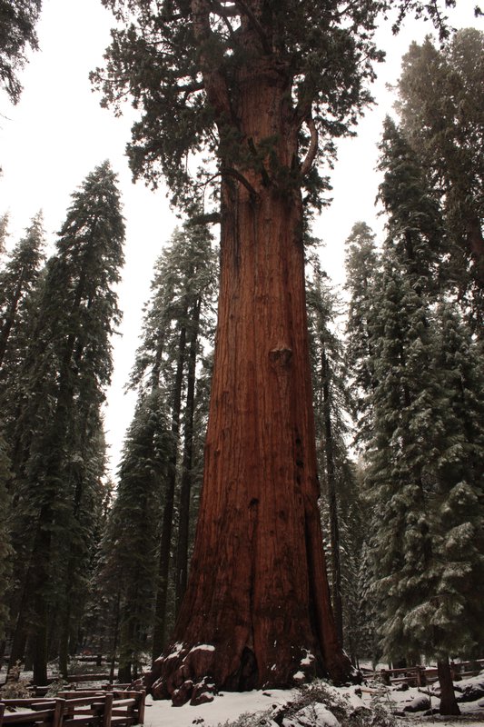 A giant sequoia tree