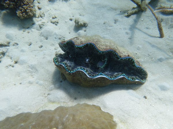That's a giant clam!