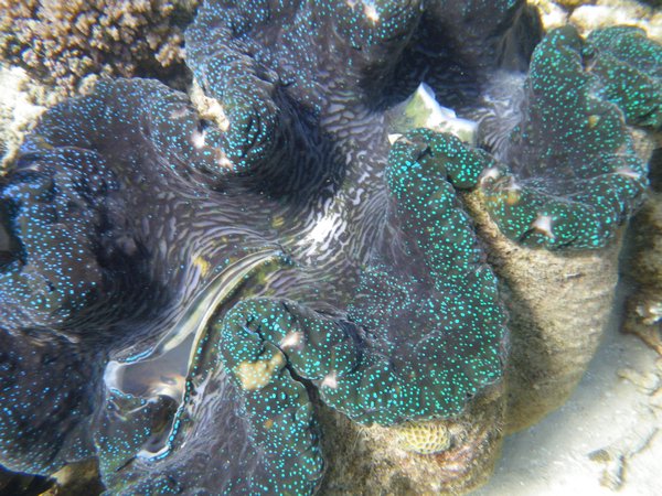 Giant clam with blue algae