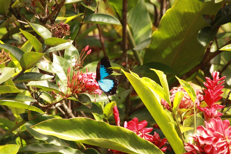 Blue Ulysses butterfly