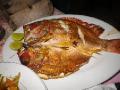 Grilled red snapper