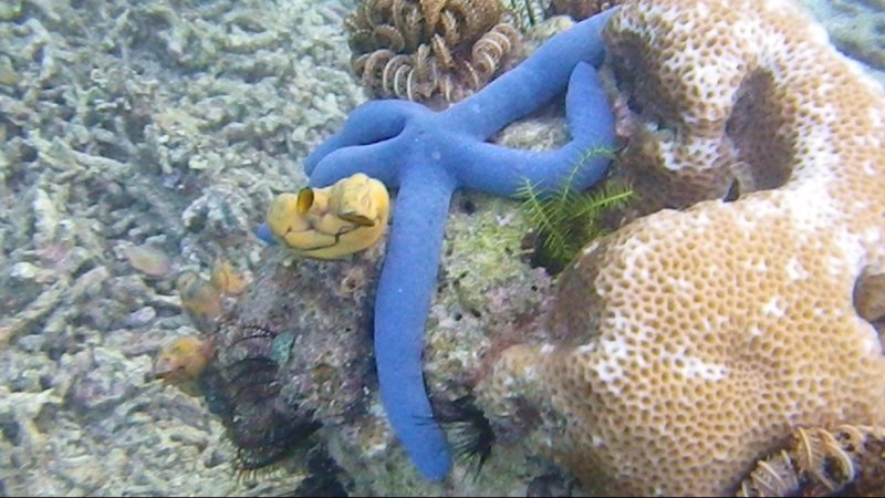 Gili Air Blue Starfish