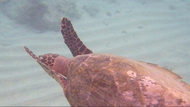 Gili Air Hawksbill Turtle