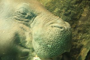 A pygmy hippo