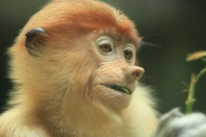 A pinnochio monkey