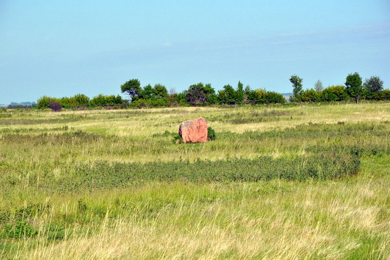 Buffalo grazing land