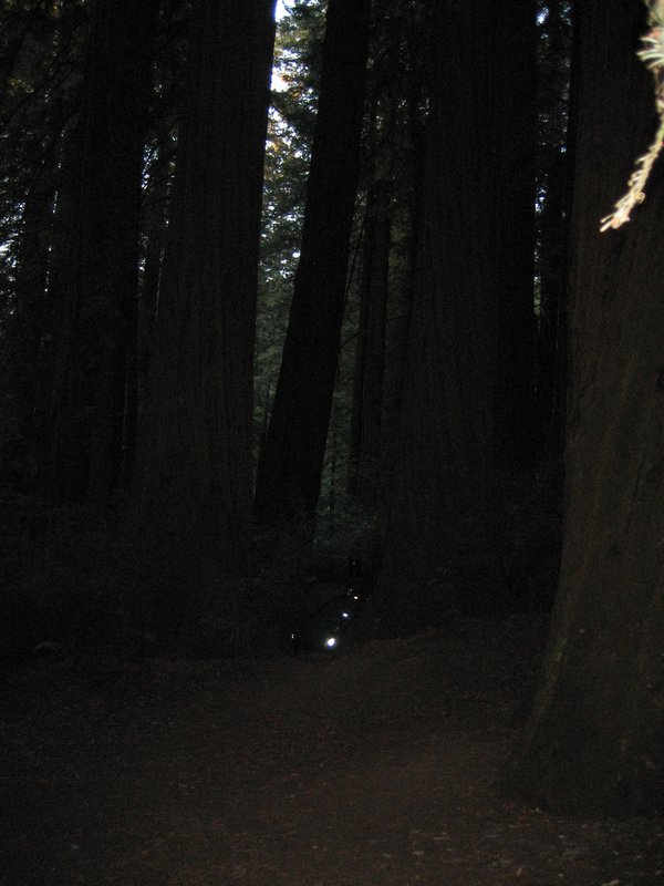 The redwoods @ Samuel P Taylor..