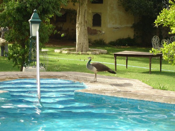 Narain Niwas hotel pool