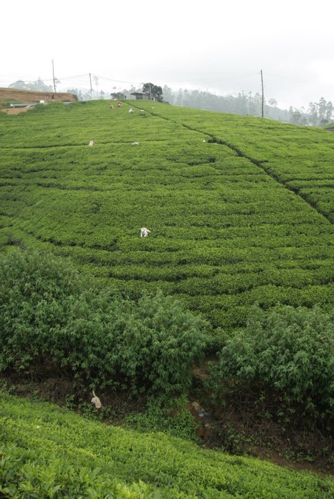  Tea Plantation