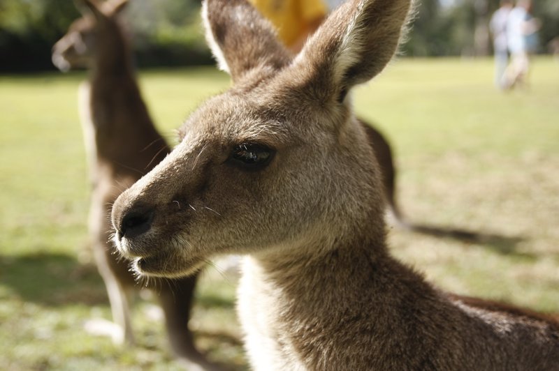 Kangaroo being very serious ;-)