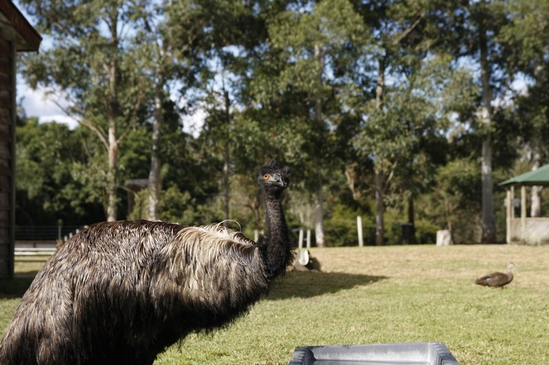 wow that is a big bird...Emu