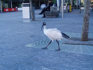 Ibis.... Australian pigeon....they are everywhere hahha