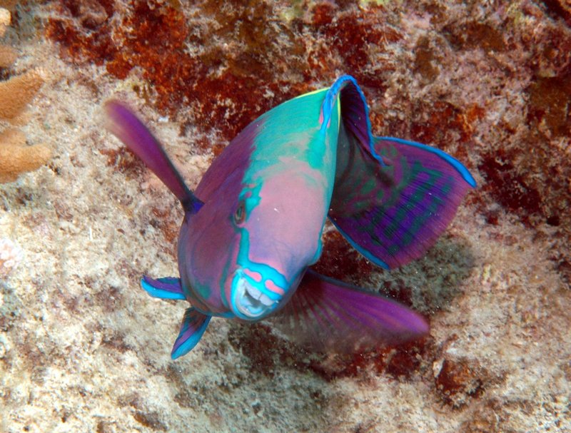 parrotfish-yellowbar