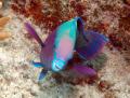 parrotfish-yellowbar
