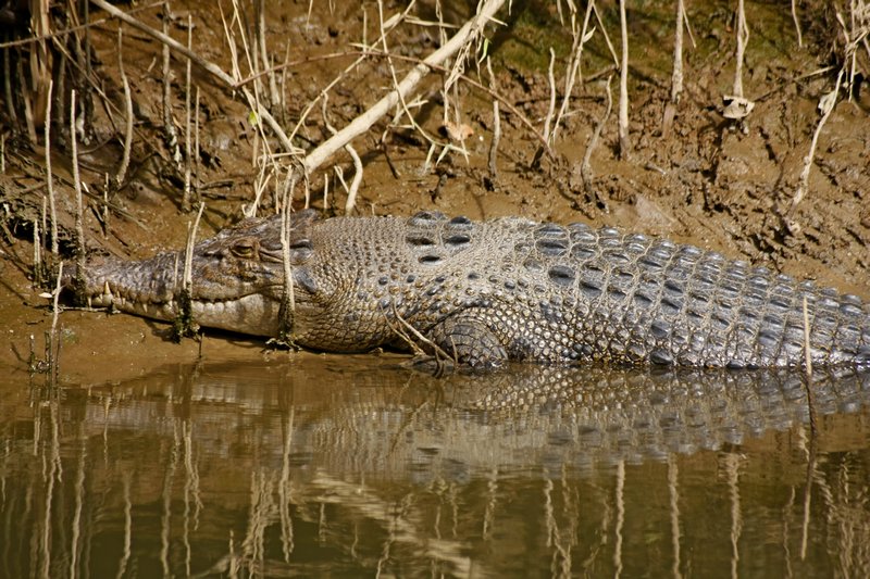 Adult Female Croc
