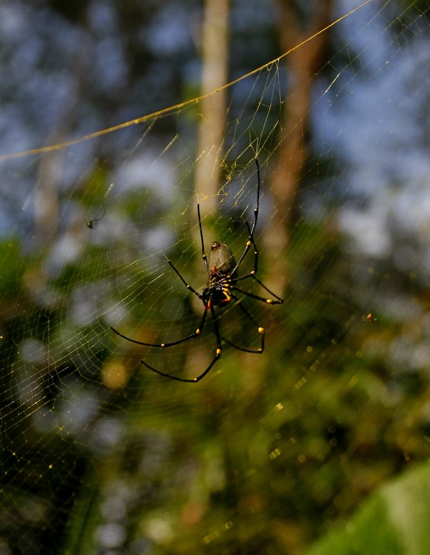 Big Spider