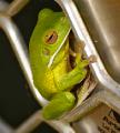 My favourite - Green Tree Frog
