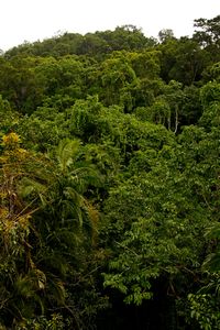 Daintree Discovery Centre - view from the Canopy Tower