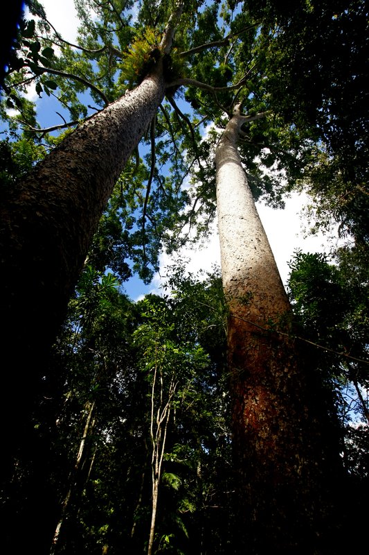 Giant Kauri Pines