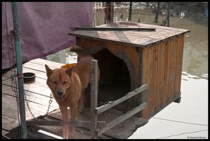 dog protecting one of the stilt houses