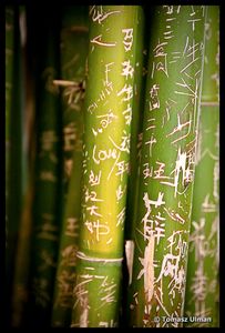 Bamboo carvings
