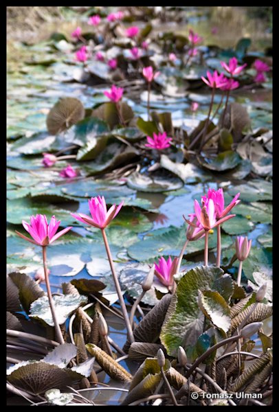 beautiful water lilies
