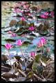 beautiful water lilies