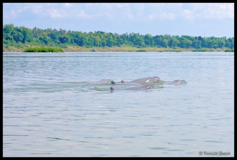 group of Mekong Dolphins