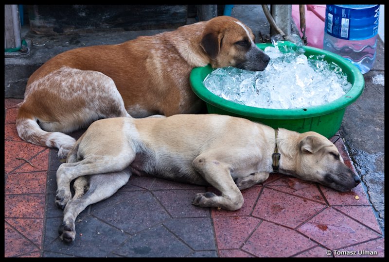 even dogs know it is way too hot in Bangkok;-)