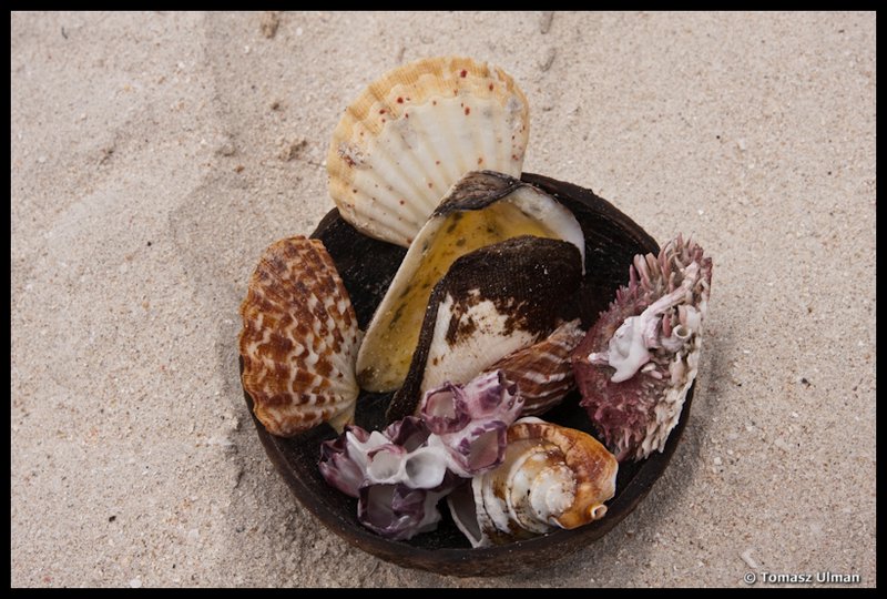 shells I gathered