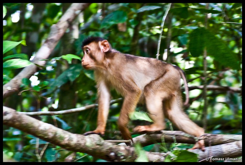 cute Macaque