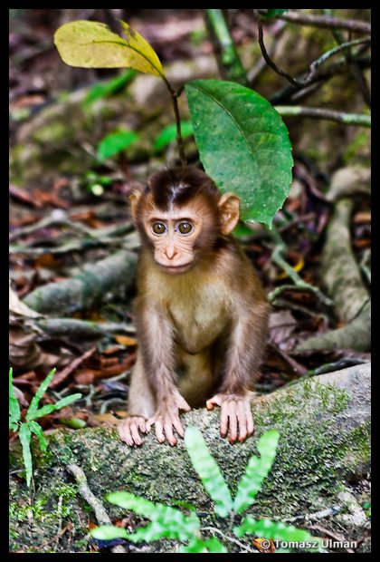 curious baby Macaque