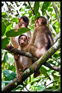 family of Macaques