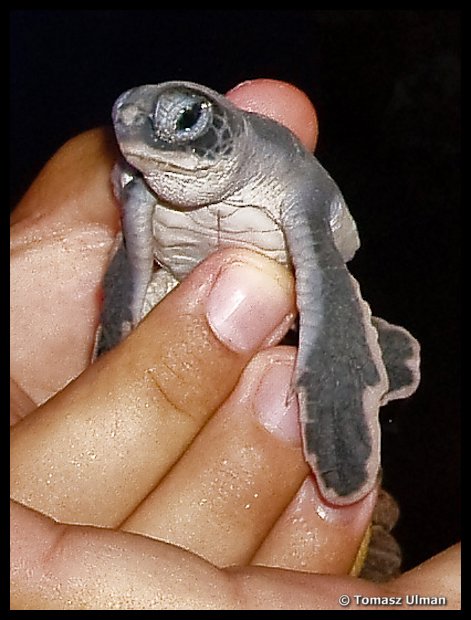 holding baby turtle