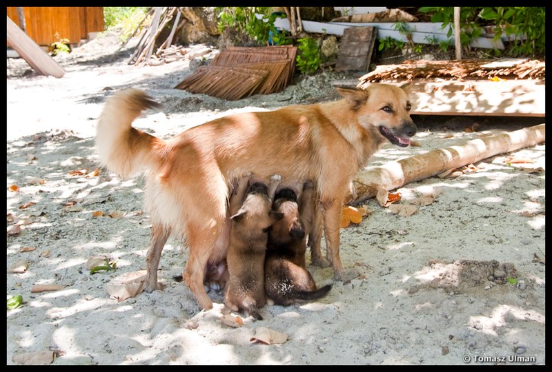 with 5 puppies