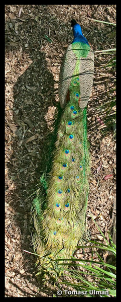 peacock in one of the Newcastle's parks