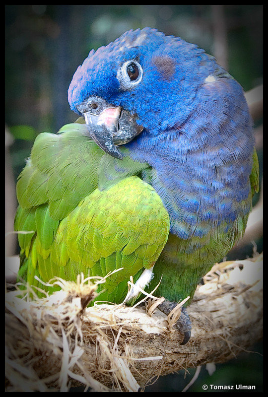 beautiful Macaw