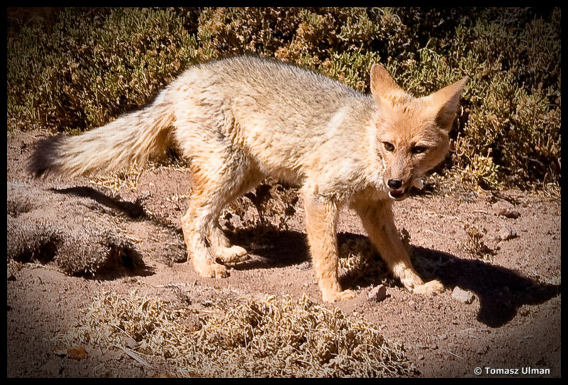 desert fox