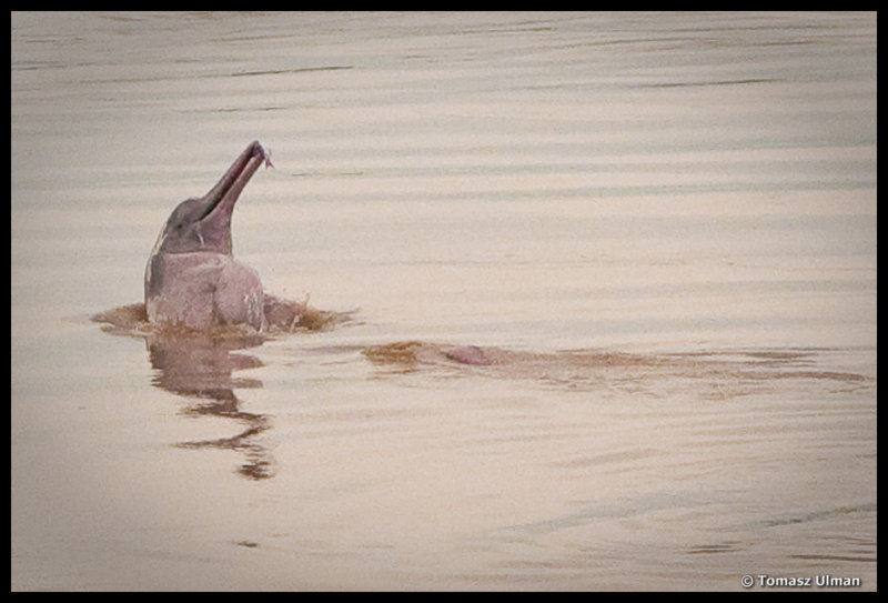 pink dolphin catching a fish
