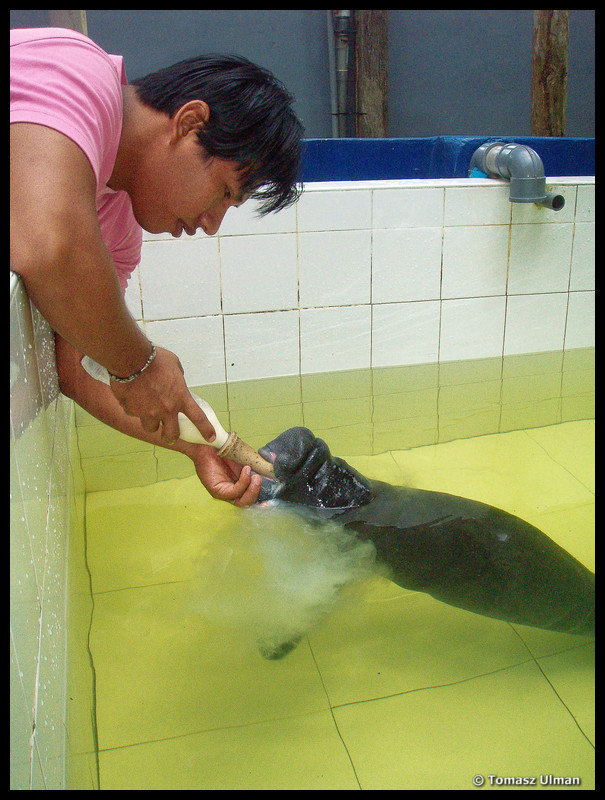 feeding baby manatee